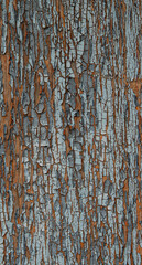 Close-up of peeling paint on an old wooden surface. Cracks and layers reveal aged texture and natural decay, creating an abstract rustic composition.