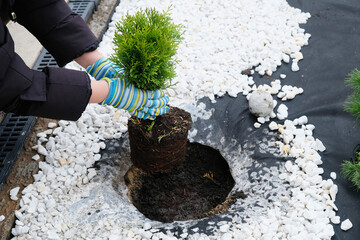 Female gardener in the process of planting a seedling of the western thuja variety Danica, hands in gloves placing the seedling in the planting hole, close-up