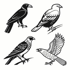 Fototapeta premium Bird silhouettes set black and white eagles hawks ravens flying perched wildlife vector illustration design elements collection