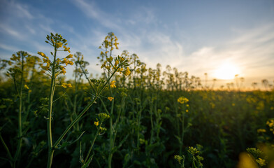 yellow flowers in spring