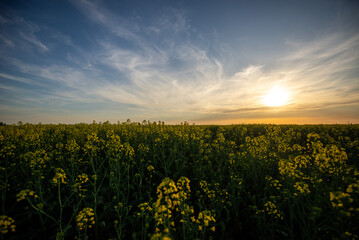yellow flowers in spring