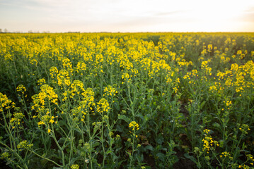 yellow flowers in spring