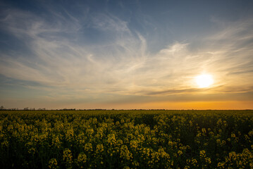 yellow flowers in spring