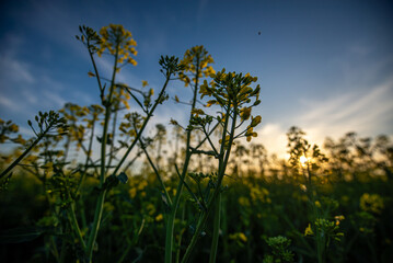yellow flowers in spring