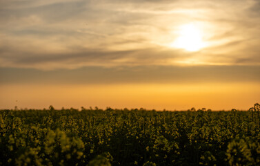 sunset over the field