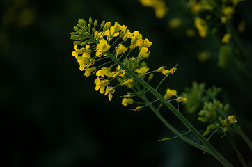close up of yellow flowers