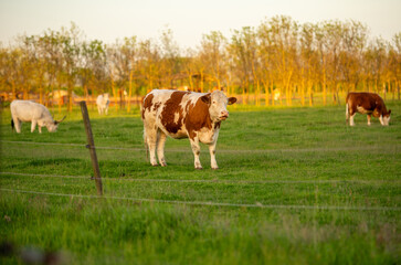 cows in a field