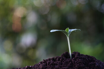 Growing plant with water droplets