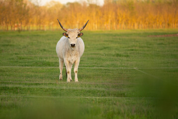 cow in a field