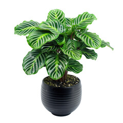 Calathea Ornata Pinstripe Plant In Black Pot Against White Background. 