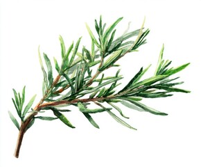 Watercolor Rosemary Sprig Isolated on White - Culinary Herb Illustration for Recipes, Food Blogs, and Botanical Designs (Fresh, Aromatic)