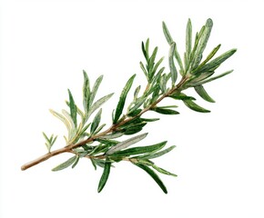Fototapeta premium Watercolor Rosemary Sprig Illustration - Botanical Herb Art for Culinary and Medicinal Designs (Isolated on White Background)