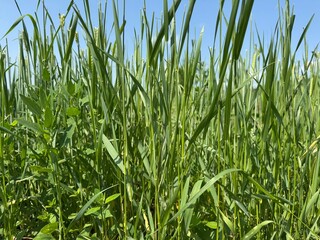 Obraz premium green grass background