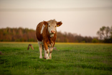 cow in the field