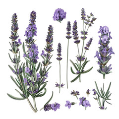 Naklejka premium Lavender Botanical Art Isolated On White Background.