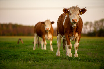 cows in a field
