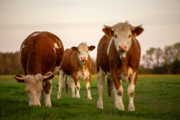 cows in a field
