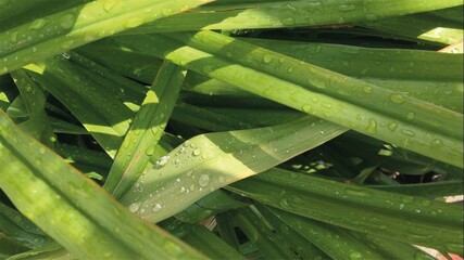 Green grass with drops of morning dew. Wet blades of grass in beautiful sunlit.