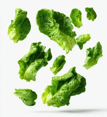Fresh romaine lettuce floats against a white background. Healthy eating, fresh produce, vegan diet, nutrition.