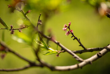buds of a cherry tree
