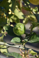 Fresh Lime Hanging Down from a Tree