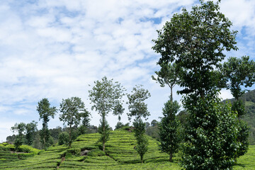 A serene view of tea fields under a partly cloudy sky