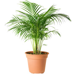 Obraz premium Golden Cane Palm In A Pot. This Tropical Indoor Plant Adds Greenery To Home Decor.