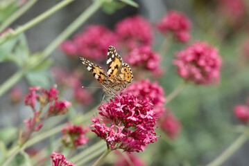 Painted Lady (Vanessa Cardui) Butterfly perched on pink flower in Zurich, Switzerland
