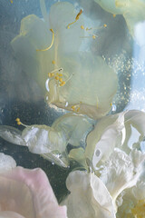 Peony Flower Floating in Water with Petals – Soft Light and Gentle Composition