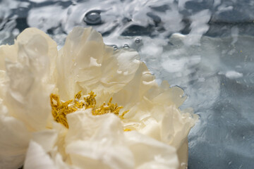 Floating Jasmine Flowers on Water Surface – Minimalist Nature Concept

