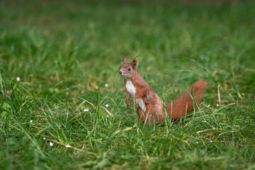 A squirrel standing on the ground and looking ahead in a natural outdoor environment.