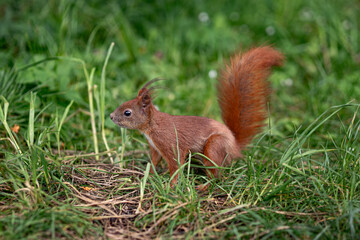 A squirrel standing on the ground and looking ahead in a natural outdoor environment.
