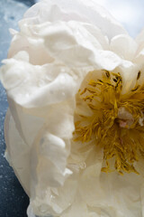 Close-Up of White Peony Petals and Yellow Stamens – Floral Macro Photography