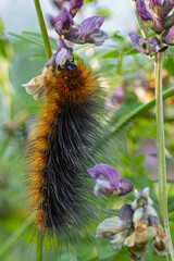 Eine Raupe des  Braunen Bären  (Arctia caja) frißt an einer  Zaun-Wicke (Vicia sepium)