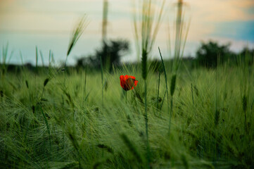 A single red poppy blooms, creating a striking contrast against the vibrant green wheat fields during the golden hour