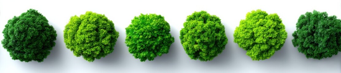 Fototapeta premium Green bushes neatly arranged in a row. Landscaping, garden design, horticulture, shrubbery, topiary