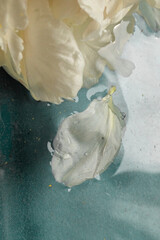 Peony Flower Floating in Water with Petals – Soft Light and Gentle Composition