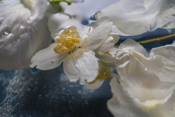 Floating Jasmine Flowers on Water Surface – Minimalist Nature Concept