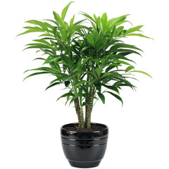 Fototapeta premium Indoor Plant In Pot For Decoration. Minimal Style, White Background.