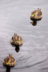 Peaceful Ducks Reflecting in the Waters of La Cocha, Nariño