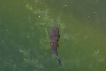 Fototapeta premium A vibrant Brown Trout (Salmo trutta) glides through the clear, green-tinted Aare River, showcasing its distinctive scales and subtle orange fin accents in a moment of serene aquatic life.