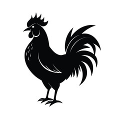 rooster isolated on white