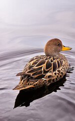 Serene Duck Reflecting in the Calm Waters of La Cocha, Nariño