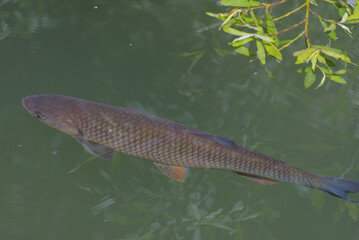 A vibrant Brown Trout (Salmo trutta) glides through the clear, green-tinted Aare River, showcasing...