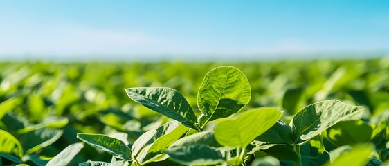 A dense soybean field under a bright and clear blue sky.