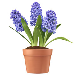 Obraz premium Hyacinth In A Pot Isolated On White. Spring Flowering Plant.