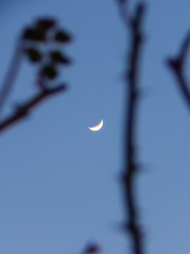 A delicate crescent moon shines in a clear, soft blue sky, framed by out-of-focus dark branches that create a natural, dreamlike foreground.