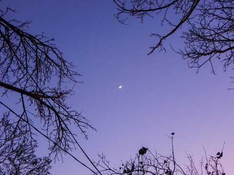 A minimalist shot of a delicate crescent moon against a serene violet-blue sky, framed by dark, bare tree branches creating a natural border at the edges.