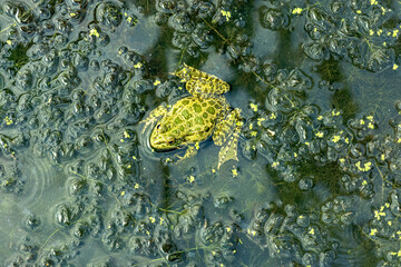 Frog lies on surface of algae in water and basks in sun. Emerald green background, flat lay