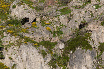 Several sightings of the brown bear, with moments of heat, copulation, fights and escapes!